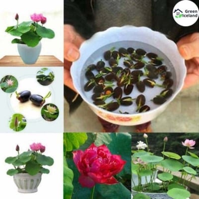Picture of Padma flower bonsai seeds (Padmaful seeds) - 5 pce seeds