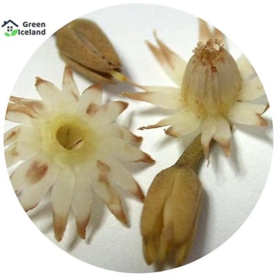Picture of Bakul/bud flower seeds (bakul flower seeds) - 20 pce seeds