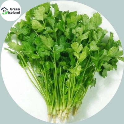 Picture of All Season Dhoniya Pata Seeds - 30 Pcsee Seeds