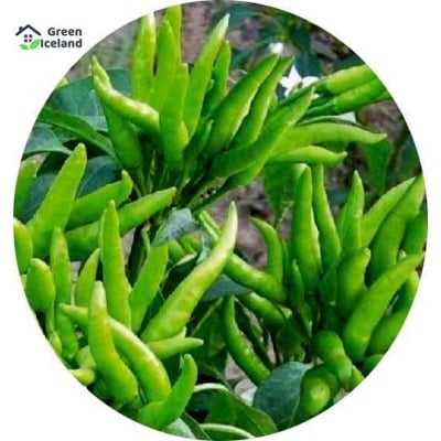 Picture of All Season Green Chili Seeds -10+ Pcsee Seeds