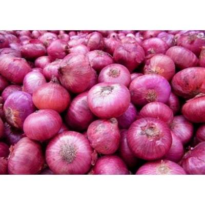Picture of Red Onion Tropea Rossa Lunga - Allium Cepa Seed - 100 pcseeseeds/bag