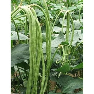 Picture of Bean Seeds - 10+ pcsee Seeds