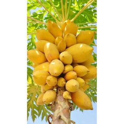 Picture of Papaya Plants Rare Jardin Heirloom Organic Vegetable Fruit Landscape Plant Frutas Healthy Food For Garden Gift- 10+Pcsee Seeds