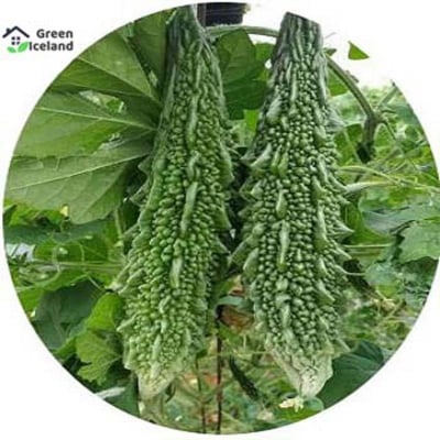 Picture of 20 Pcs eeHybrid F1 Balsom / Bitter Seeds (- 20 Pcs Seeds )