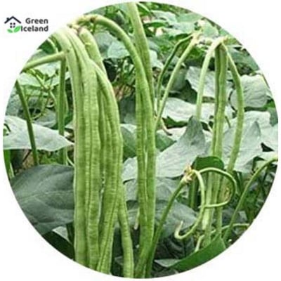 Picture of 30 Pcsee  Natural Long Bean Seeds