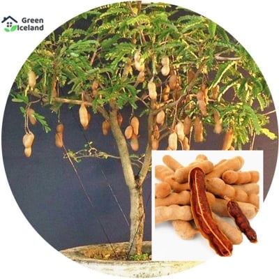 Picture of 5 Pcsee All Season Sweet Tamarind Fruit Bonsai Seeds - 5 Pcsee