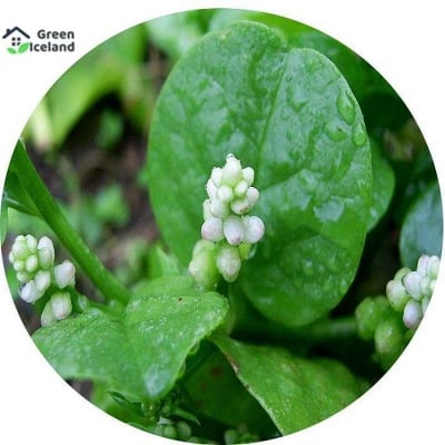 Picture of Puishak Seeds - 50 Pcsee Seeds