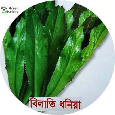 Picture of Garden/tob Coriander 50+ psee seeds
