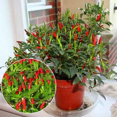 Picture of Ornamental Chili Seed- 20+Pcs ee seeds (Global Seeds)