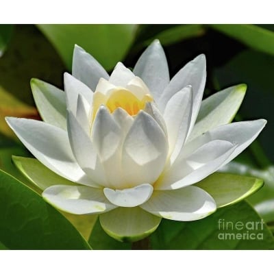 Picture of Big Snow White Lotus Flower Nelumbo Pond Plants Bonsai- 5Pcsee  Seeds