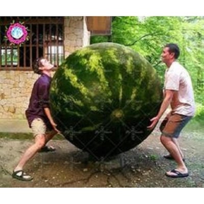 Picture of F1 Hybrid Watermelon Seeds - 10 Pcsee Seeds