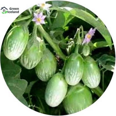 Picture of Brinjal Seeds - 20 +Pcsee  Seeds