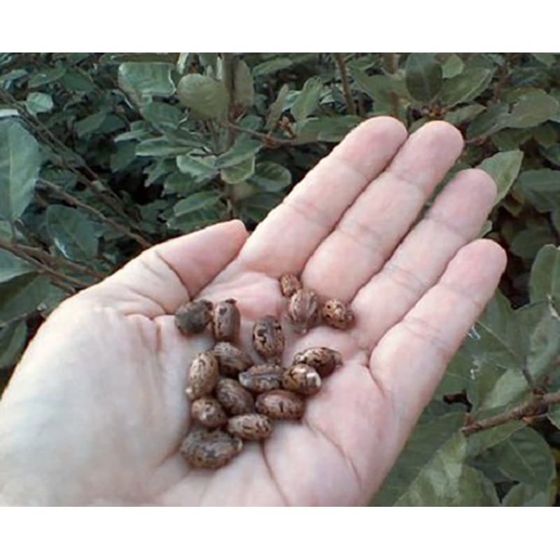 Picture of Hybrid bin seed of all seasons -10 pc seeds