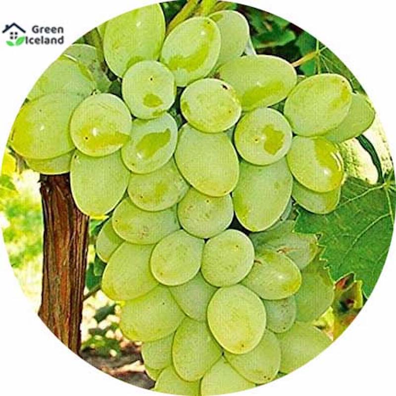 Picture of 20 Peace Organic Delicious Grapefruit (Angur Seed) - 20 Piece Seeds
