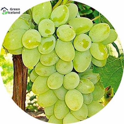 Picture of 20 Peace Organic Delicious Grapefruit (Angur Seed) - 20 Piece Seeds