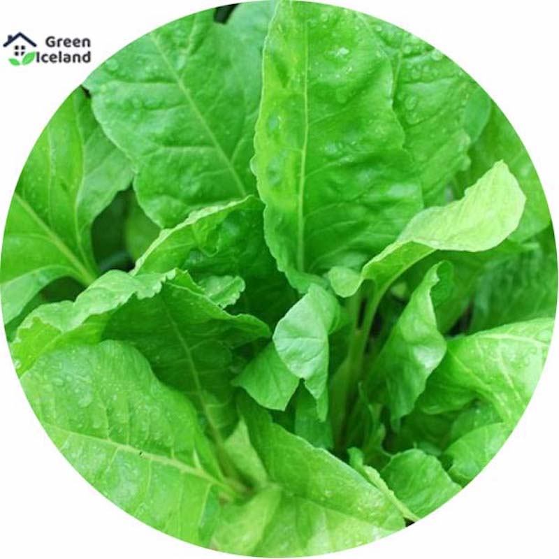 Picture of Natural couch seed -100 pice seeds