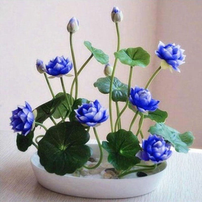 Picture of Foreign Padma Flower Seed-5 Peace Seeds