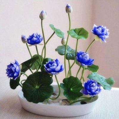Picture of Foreign Padma Flower Seed-5 Peace Seeds