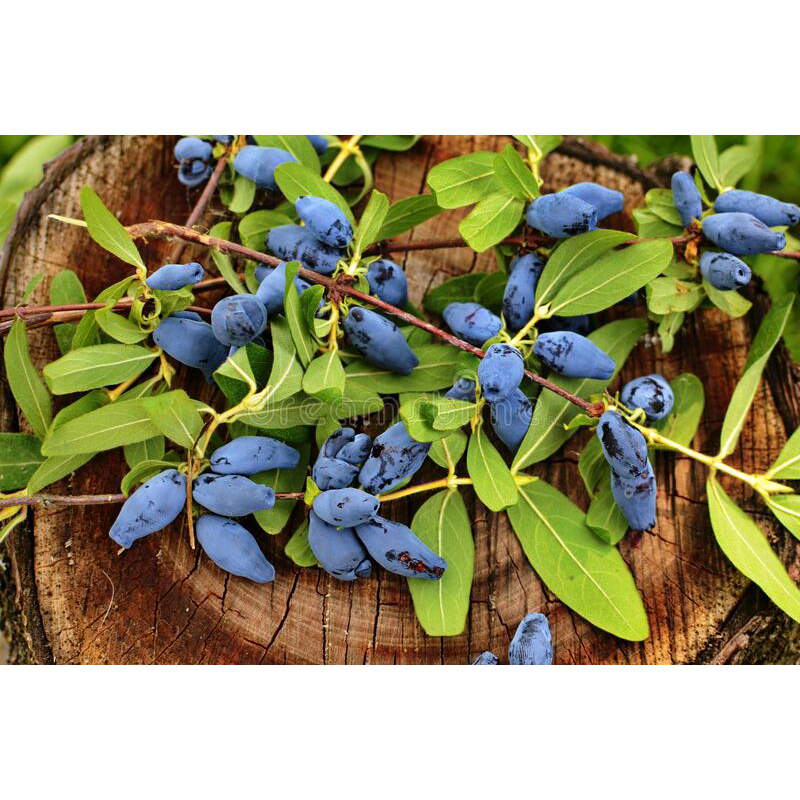 Picture of Lawnisara Kerulia Fruit Seeds Home Garden plants Haniberi Blueberry Seeds-50pcs