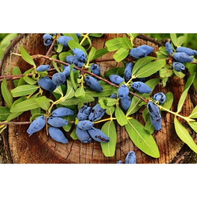 Picture of Lawnisara Kerulia Fruit Seeds Home Garden plants Haniberi Blueberry Seeds-50pcs