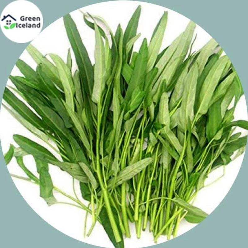 Picture of 20 Piece Seeds of All Seasons Kang Kong Water Seeds (Palmy Vegetable Seeds) - 20 Piece Seeds