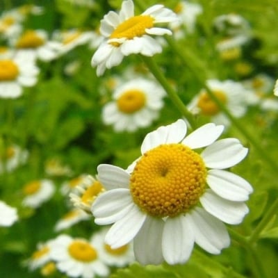 Picture of Foreign Chamomile Bonsai Seed Flower Tree Outdoor Indoor Blooming Plant-20pcs Seeds for Home Garden