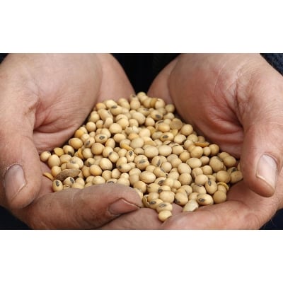 Picture of The seeds of soybean tree -30 pice seeds