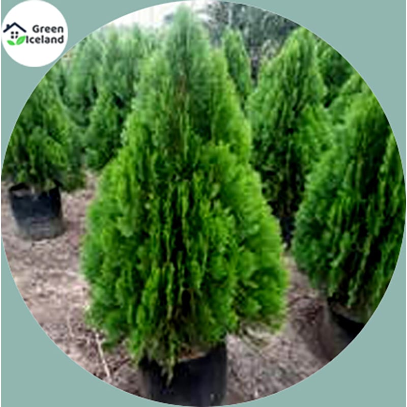 Picture of 100 pieces of Pavan Zhou tree seeds