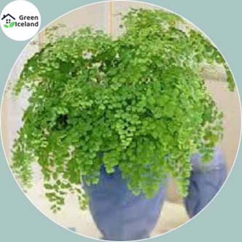 Picture of 20 Peace Adyantum Capilus Bonsai Seeds