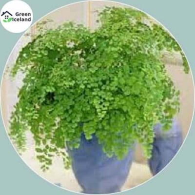 Picture of 20 Peace Adyantum Capilus Bonsai Seeds