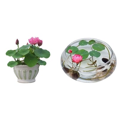 Picture of Aquatic tree seeds flower bonsai pot pod water lily tree bonsai garden 5 pcs