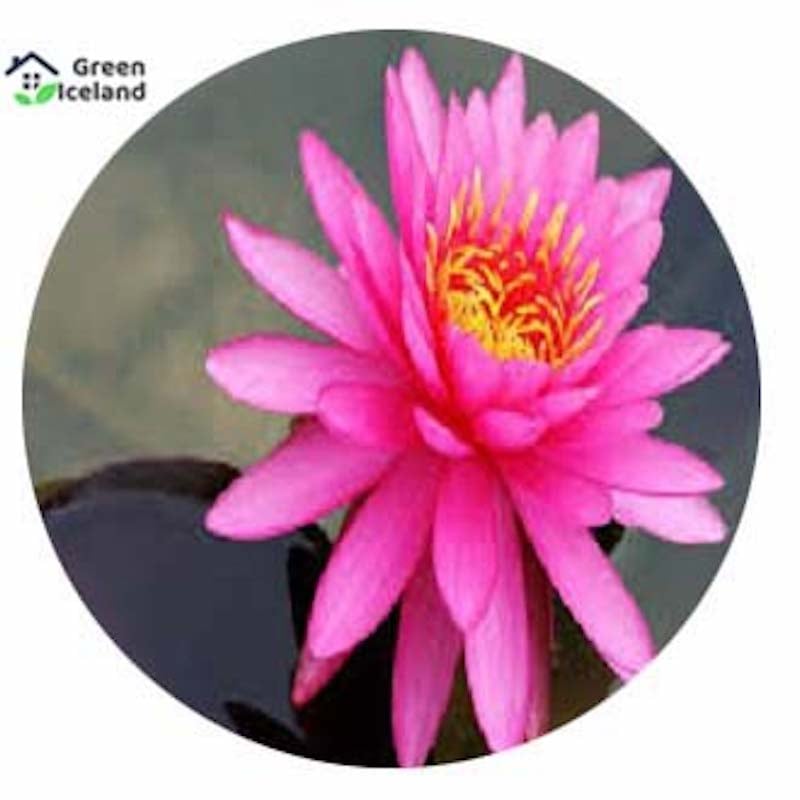 Picture of Padma flower bonsai seeds (Padmaful seeds) - 5 pce seeds