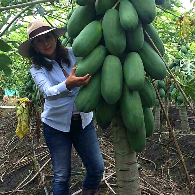Picture of 10psee/bag Dwarf hovey Papaya bonsai Organic fruit tree fruit plant papaya potted