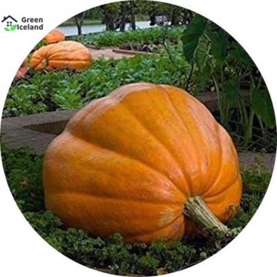 Picture of 10 Pcs Natural European Hybrid Pumpkin Seeds - 10 Pcees Seeds
