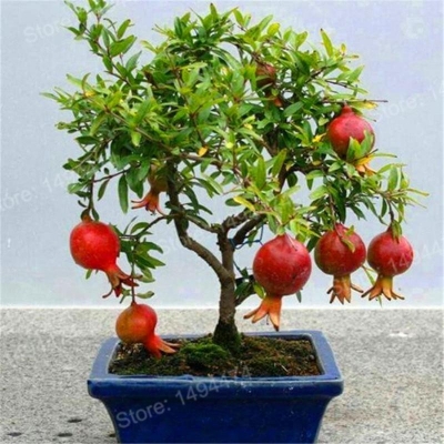 Picture of 20 Pcs Vedana Fruit Bonsai Seeds - 20 Pcsee Seeds (Imported Global Seeds ) 20 pse