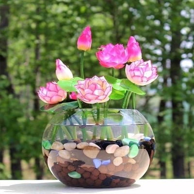 Picture of 5pcs Bowl Lotus plantas Hydroponic Plants Aquatic Plants Flower Pot lotus Water Lily flores Bonsai Home Garden-5Pcsee  seeds