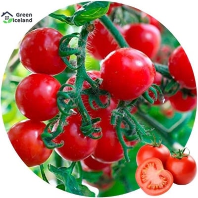 Picture of Tomato Seeds Bangladeshi - 30+ psee seeds