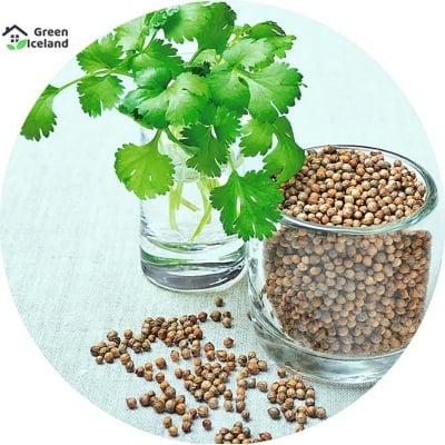 Picture of 50+ Pcsee  Natural Garden Coriander Seeds