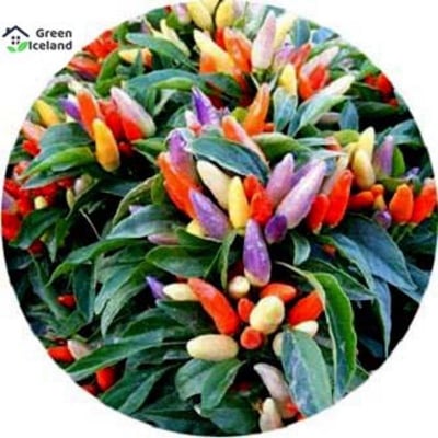 Picture of Ornamental Chili Seeds - 20+ Pcees Seeds