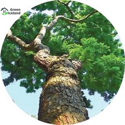 Picture of Chambul Tree Seeds - 20 Pcsee  Seeds