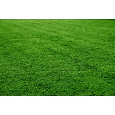 Picture of Lawn Grass-200 + pcs ee seeds