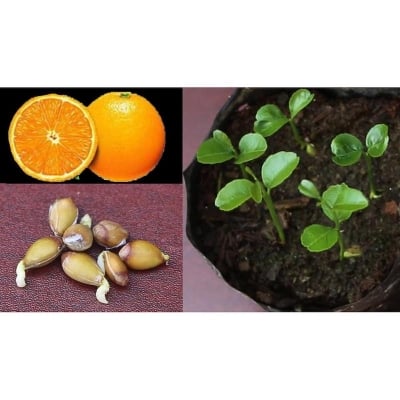Picture of Edible Dwarf Orange Tree Garden- 10pcees seeds