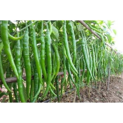 Picture of Green Chilly Seeds - 10+ psee Seeds