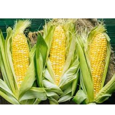 Picture of Corn Seeds- 50 Pcsee  seeds 50 psee
