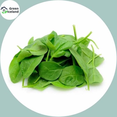 Picture of Natural Spinach seeds- 100 Pcs seeds