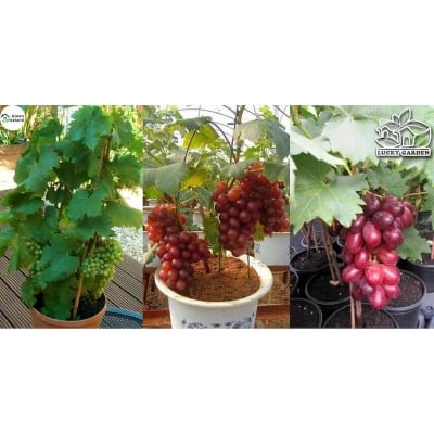 Picture of All Season Multi Colour Grape Seeds- 20 Pcs Seeds