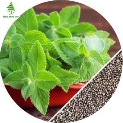 Picture of Pudina/Mint Seeds - 100 Pcs Seeds