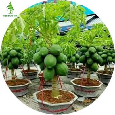 Picture of 10 Pcs Imported Global Papaya Seeds -10 Pcs Seeds