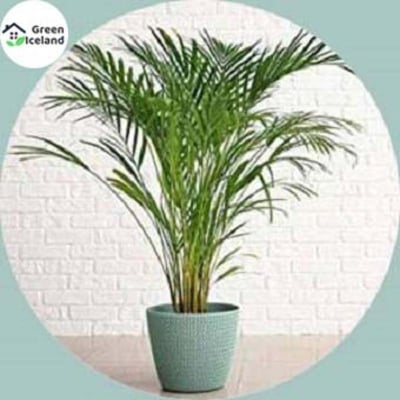 Picture of Cycas/ Lady Palm Seeds - 5 Pcs Seeds