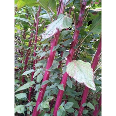 Picture of Red Data Vegetables Seeds - 1000 + pieces Seed